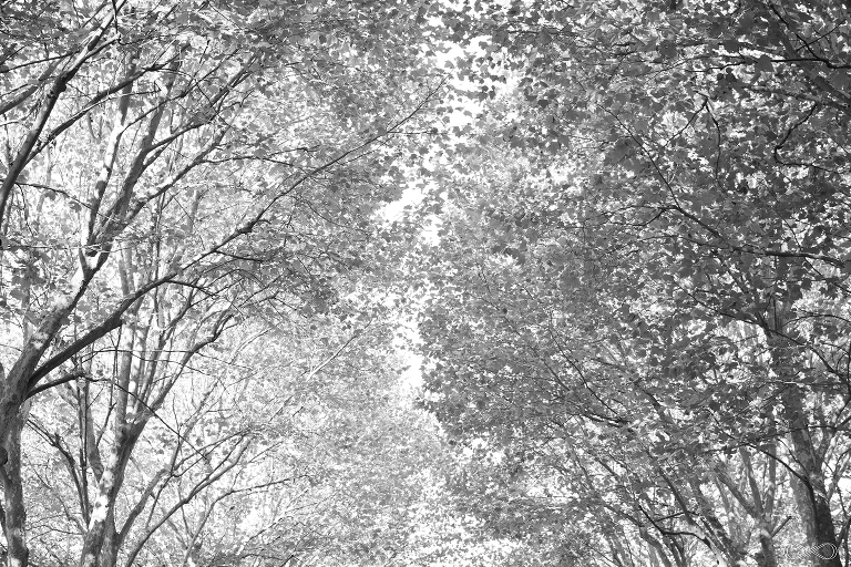 séance photo grossesse dans le parc de sceau paris 91 92 94 75 77