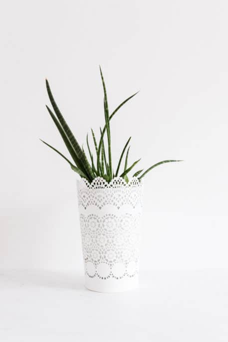 plante du studio photos