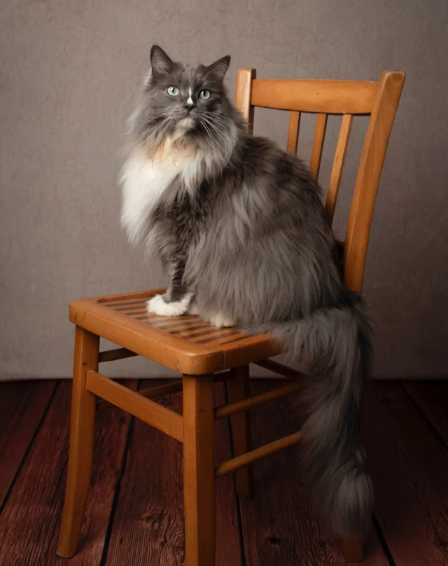 Ton chat est le bienvenu au studio ❤️

#desphotosquivousressemblent #photographe #juvisy #juvisysurorge #shootingphoto #photographeessonne #portrait #famille #portraitdefamille #family #familyfirst #lecoeurdelafamille #ideecadeau #photographedefamille #souvenirs #nikon #photooftheday #photodechat #compagnondevie #radgoll